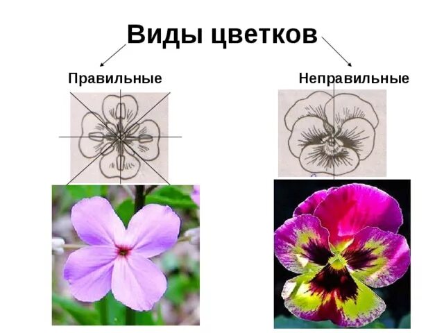 Растения имеющие неправильный цветок. Правильный или неправильный цветок. Неправильный цветок у каких растений. Околоцветник правильный и неправильный. Цветки правильные и неправильные 6 класс биология.