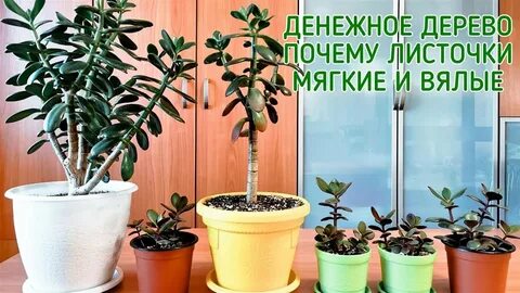 Денежное дерево стало мягкое