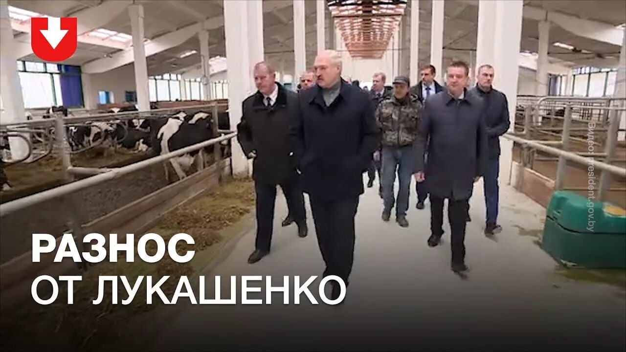 Лукашенко про корову. Батька лукашенко на ферме. лукашенко отчитывает чиновников в коровнике. лукашенко на шкловской молочной. лукашенко и коровы.