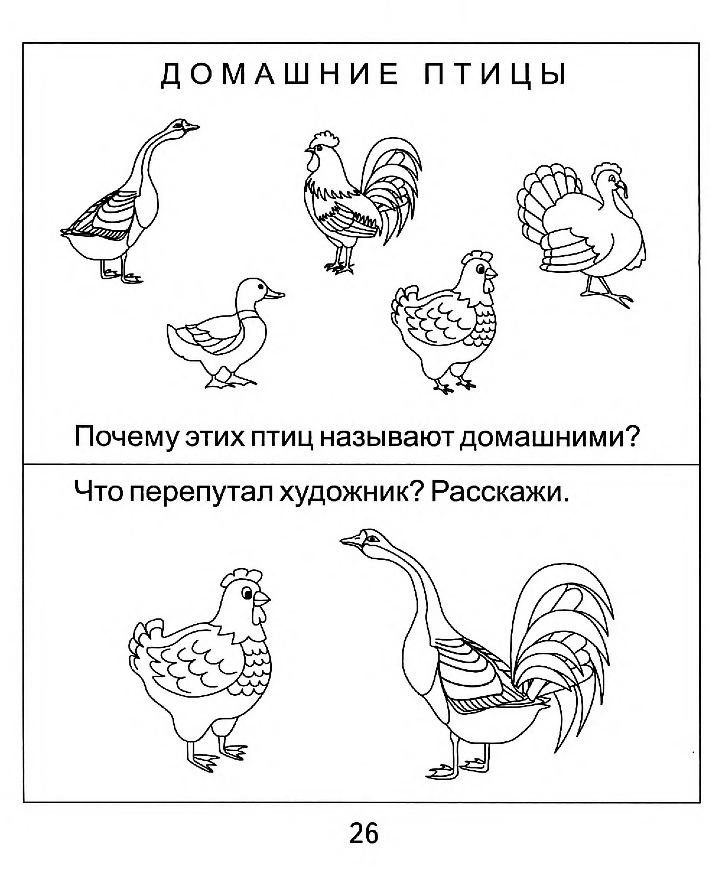 Задание логопеды домашние птицы. Домашние птицы задания для детей 4 лет. Домашние птицы задания для детей 5-6 лет. Лексическая тема домашние птицы задания для дошкольников. Домашние птицы логопедические задания для дошкольников.