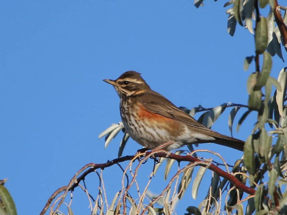 Род дроздовых. Дрозд белобровик. Дрозд-белобровик turdus iliacus. Певчий Дрозд и белобровик. Скворец белобровик.