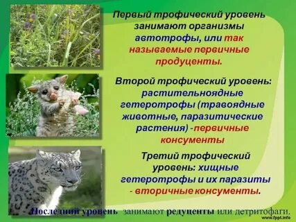 Автотрофные организмы редуценты