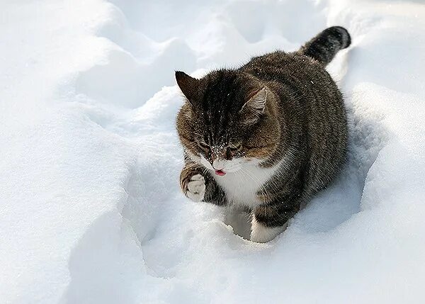 Утром кот принес на лапках первый. Кот в снегу. кошки зимой. котенок в снегу. толстый кот в снегу.