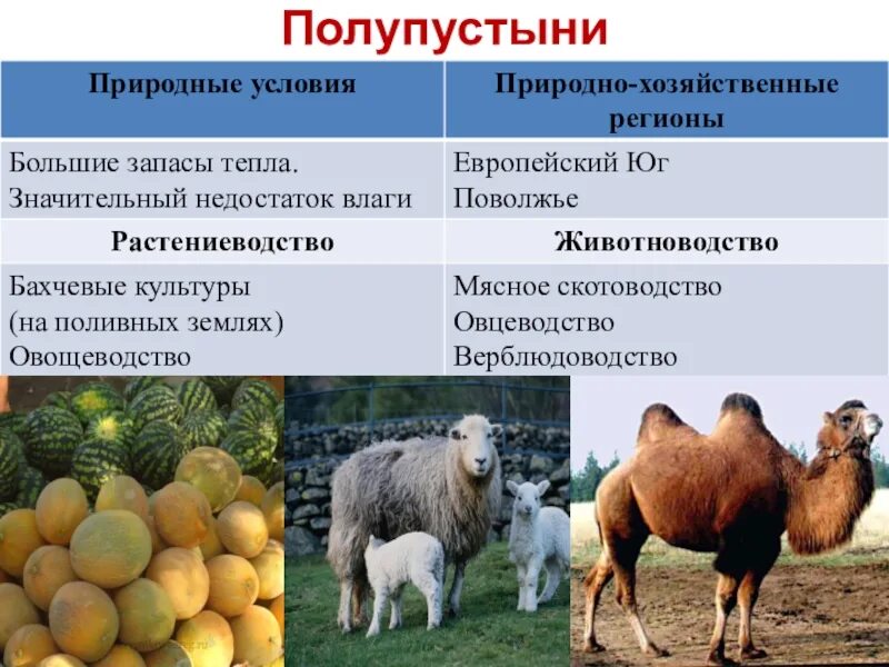 Отрасли животноводства таблица 9 класс. Зональная специализация сельского хозяйства. культуры животноводства. специализация животноводства. полупустыни отрасли растениеводства.