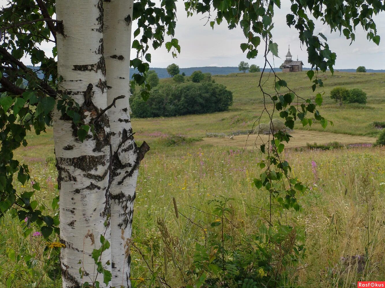 береза повислая роща. моя малая родина. ствол березы. берёза лжеэрмана. береза 6 букв.