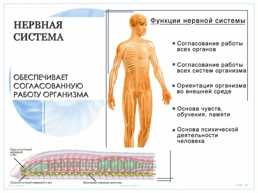 Органы нервной системы. Нервная система обеспечивает. Организм человека нервная система. Нервная система человека органы и функции.