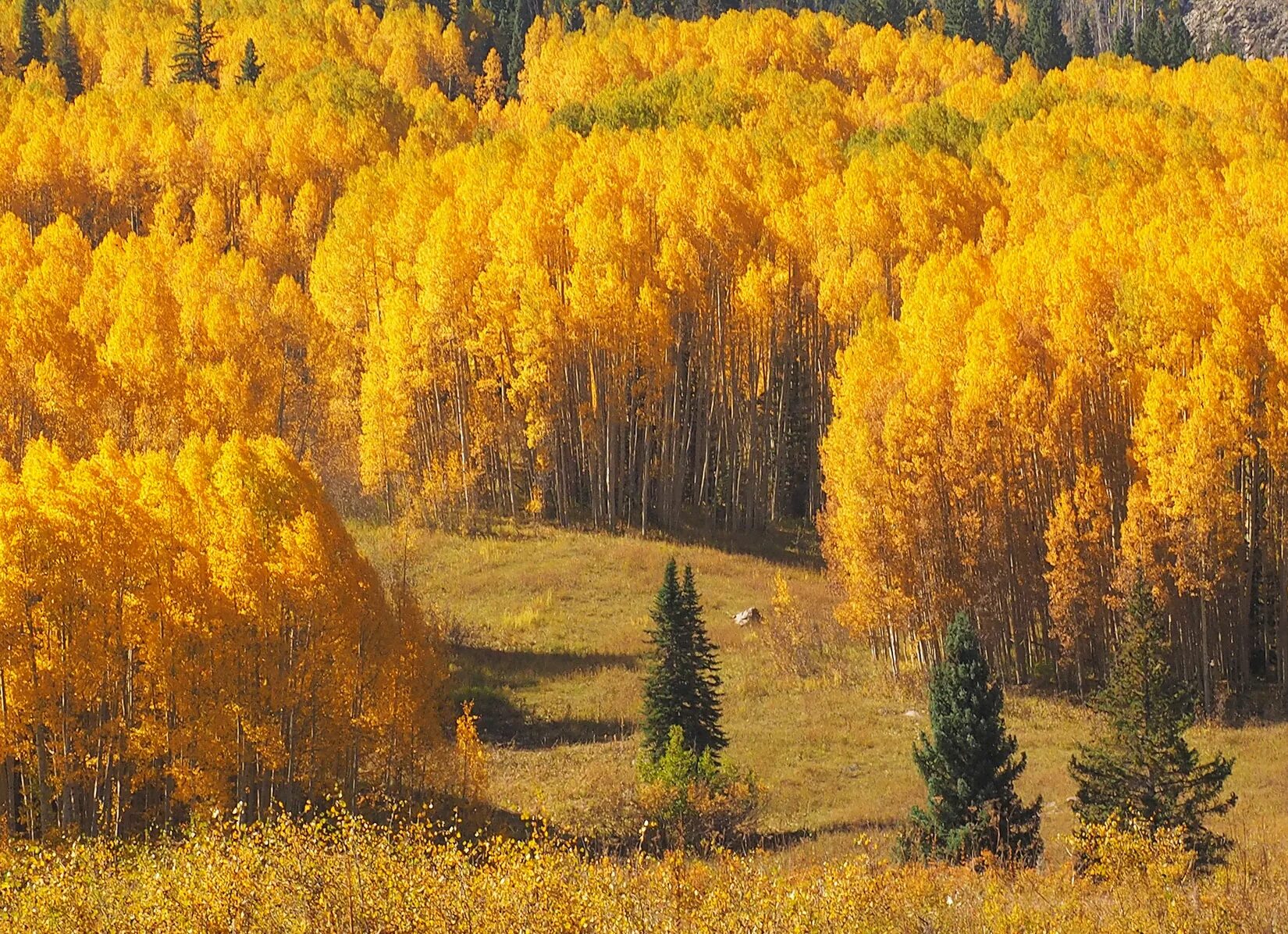 Осенний лес. Осенние краски природы. Золотая осень. Золотая осень в лесу.