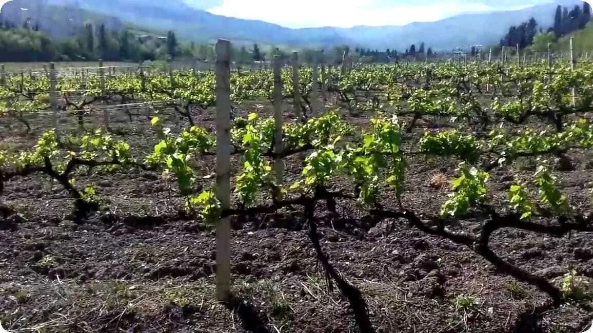 Выращивание винограда в средней. Укрывное виноградарство. Виноград растет. Высадка винограда. Виноградарство Крыма.