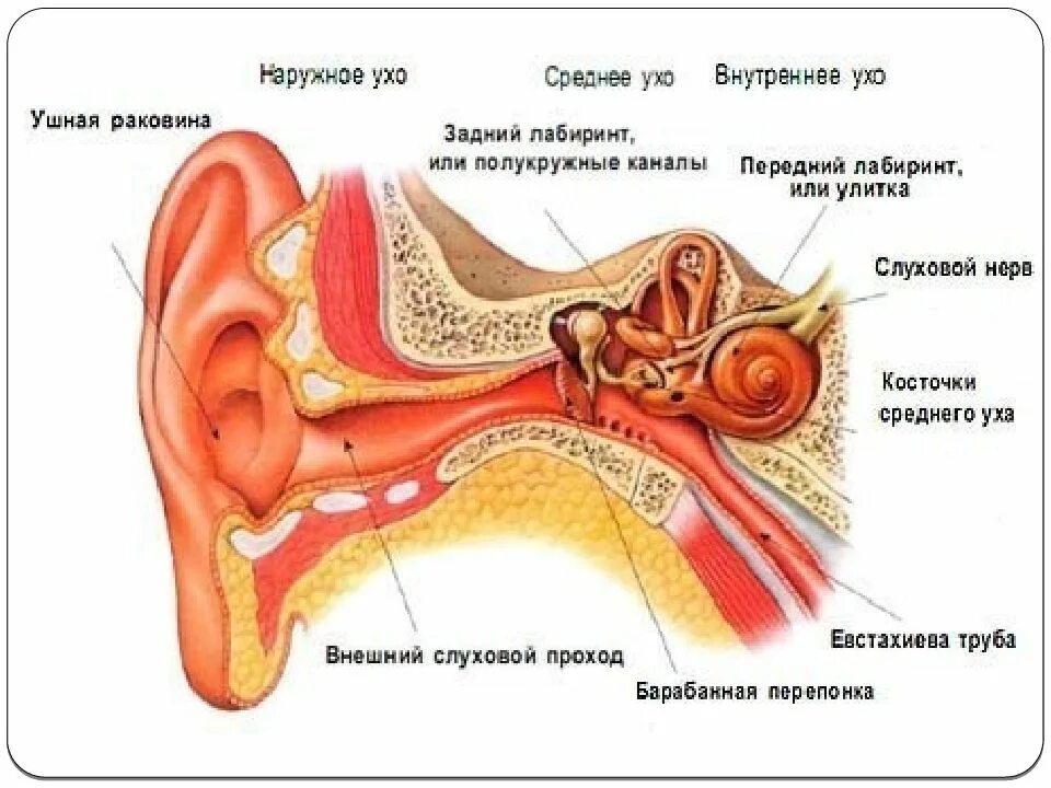 Имеется внутреннее ухо и среднее ухо. Слуховой анализатор строение уха. Строение уха наружное среднее внутреннее. Строение ухо и вестибулярный аппарат. Строение уха и вестибулярного.