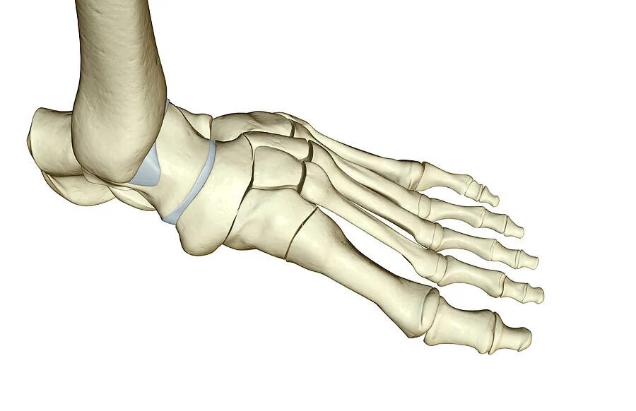 Кости голеностопного сустава человека. Ладьевидная кость стопы строение. Кости стопы голеностопный сустав. Ладьевидная кость голеностопного сустава. Ладьевидная кость стопы анатомия человека.