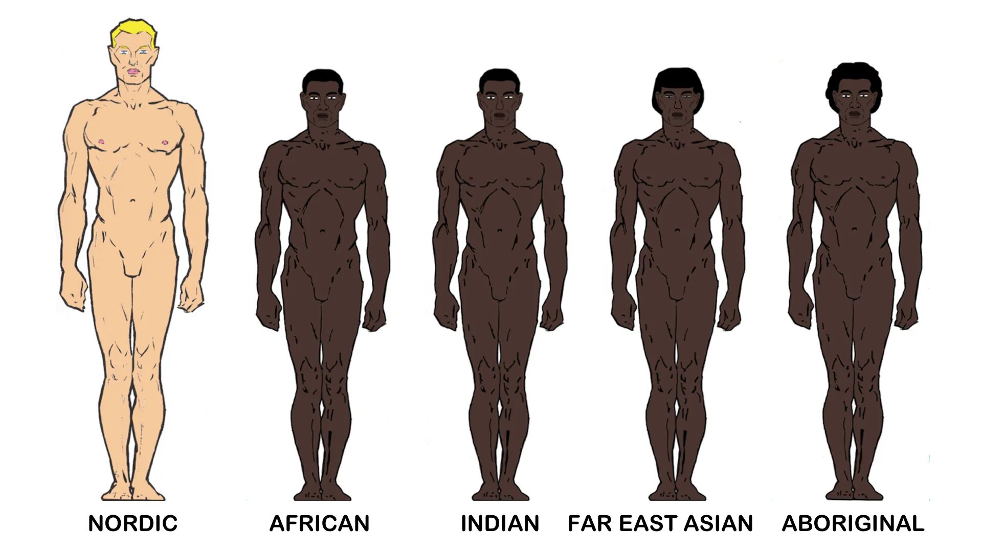 Арийская раса. Арийская раса Нордическая раса Телосложение. Телосложение разных рас. Фигуры разных рас.