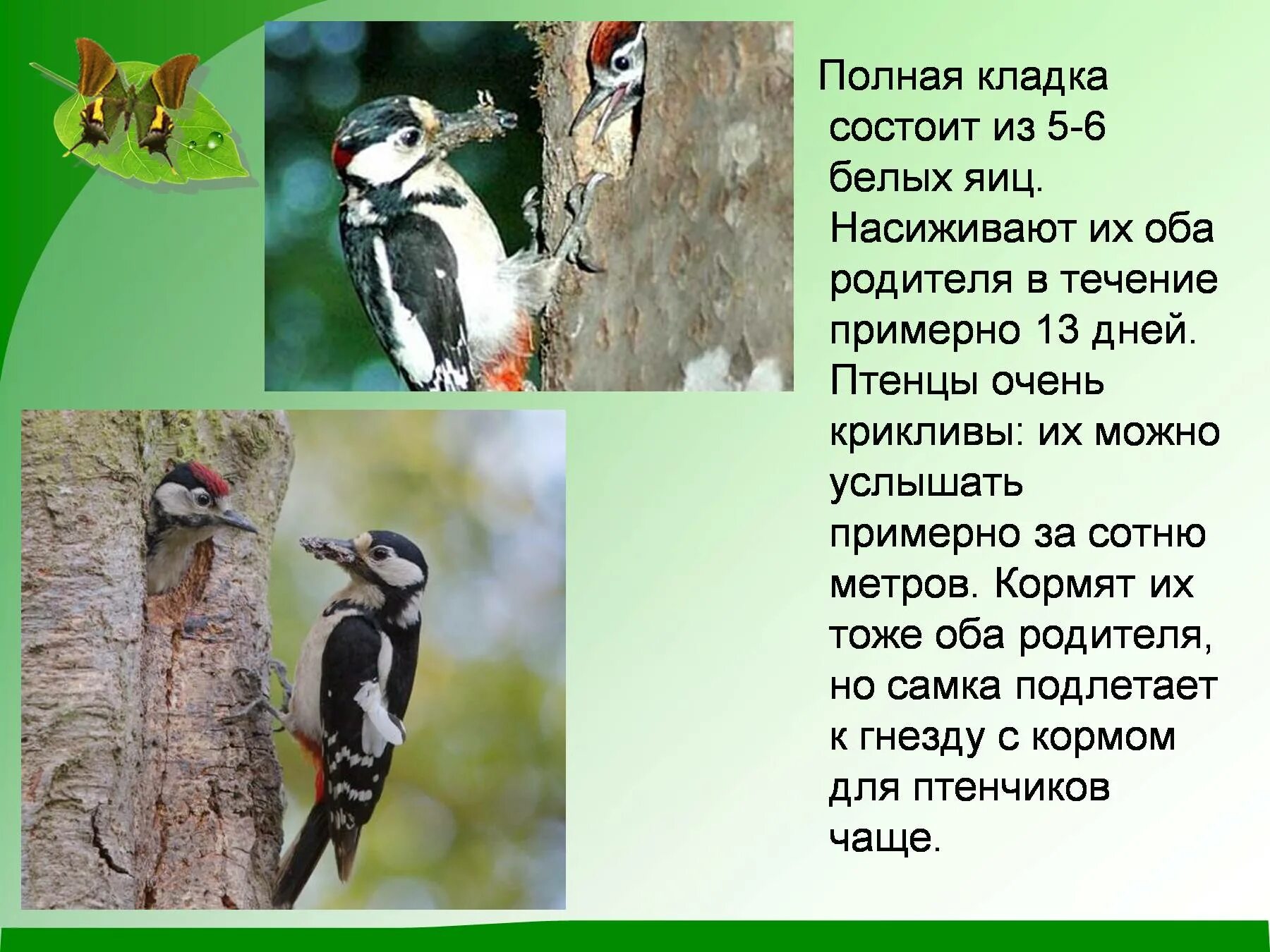 Птицы доклад 8 класс. Птицы леса описание. Презентация на тему птицы леса. Птицы леса доклад. Лесные птицы презентация.