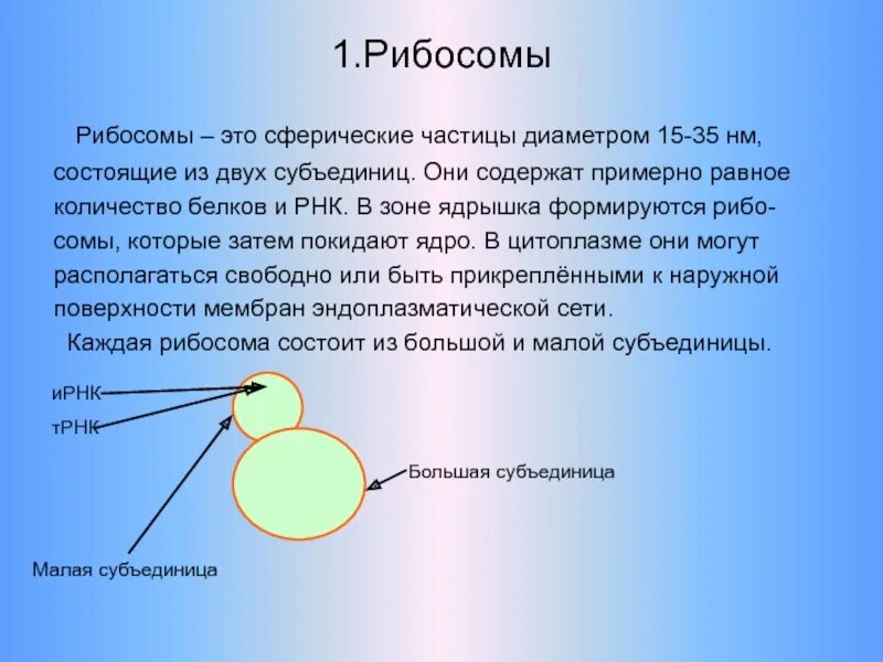 Взаимосвязь ядра и рибосом. Рибосомы. Рибосомы состоят из. Рибосомы это в биологии. Рибосомы в ядрышке.