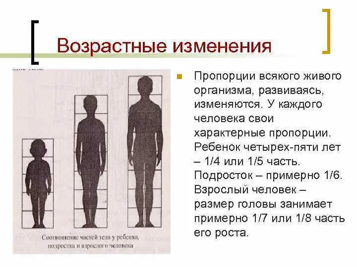 У взрослого человека голова занимает. Возрастные изменения тела человека. Возрастные пропорции человека. Возрастные изменения пропорций человек. Изменение пропорций тела человека.