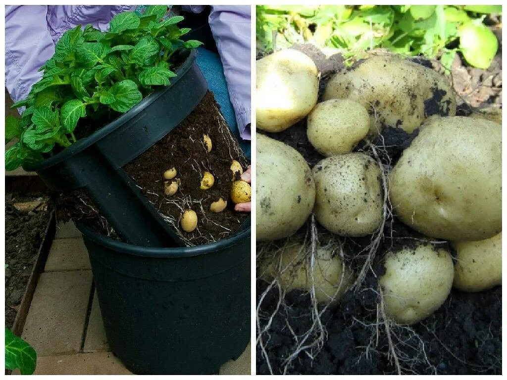 Как вырастить картофель в домашних условиях. Картофель на балконе. Вырастить картошку на балконе. Картошка в баллонах. Посадка картофеля на балконе.