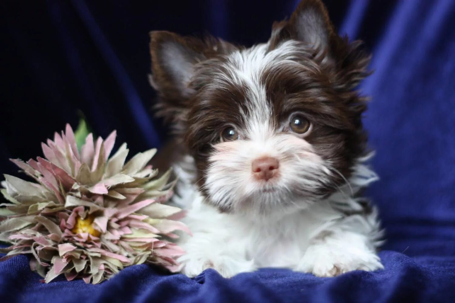 биро йоркширский терьер. биро йоркширский терьер. биро и бивер йорк.