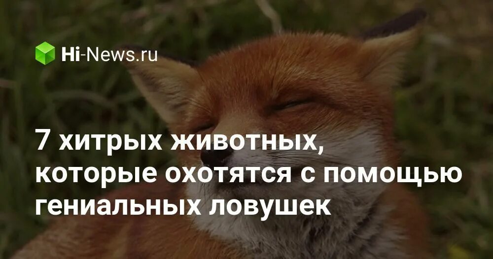 Какие хитрости животных. Какие хитрости животных