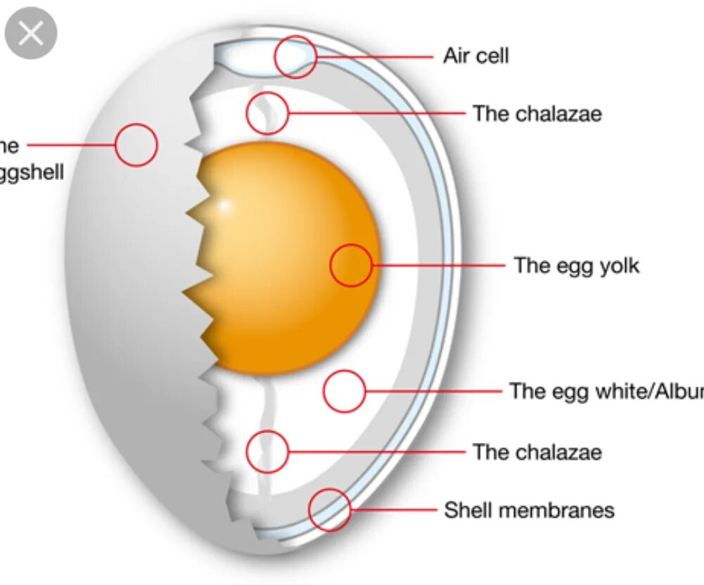 Впадает яйцо. Яйцо в разрезе. egg structure. яйца в разрезе человеческие. egg yolk structure.