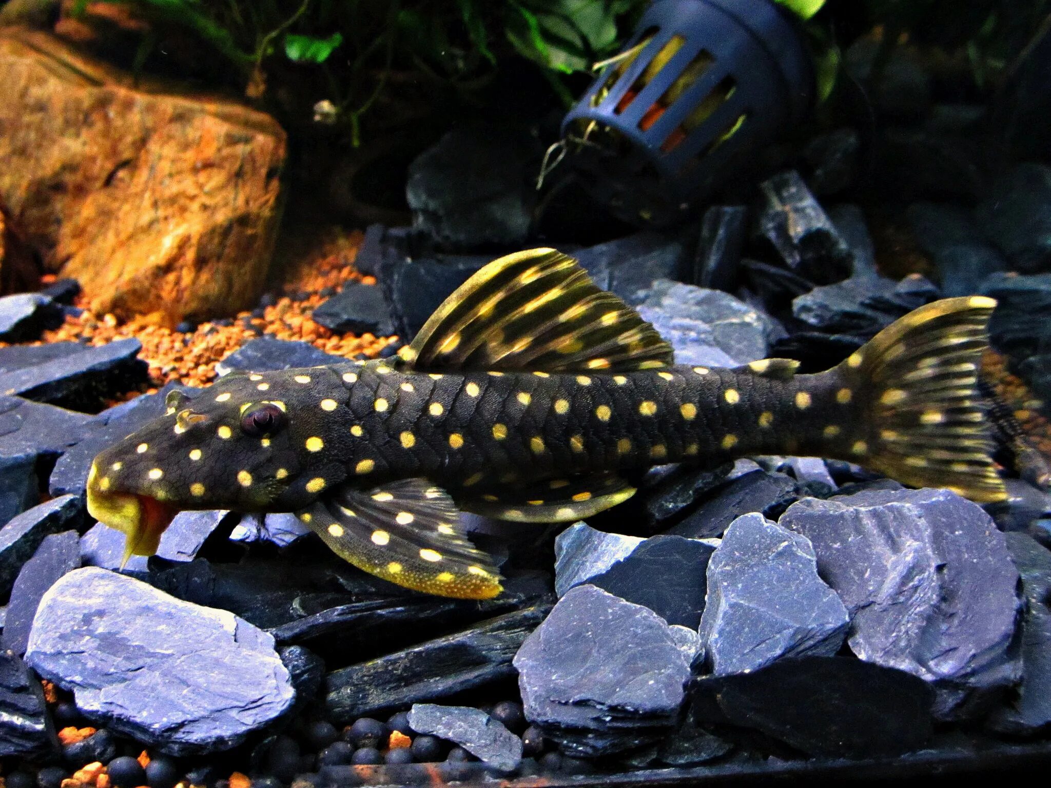 Сомики аквариумные. Сом каталог с ценами. Номерной сом l 401. Анциструс l14. Сом каталог с ценами.