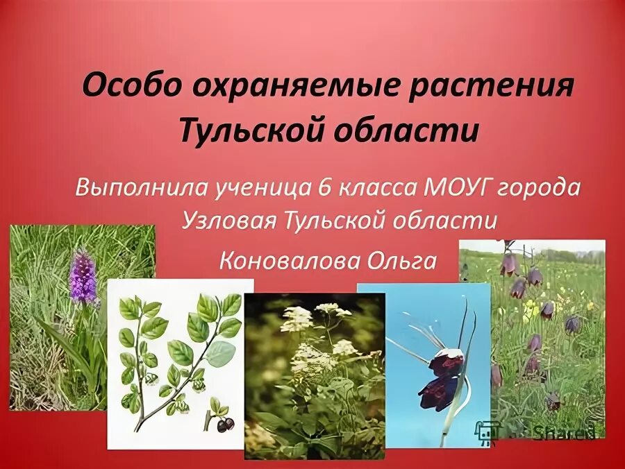 особо охраняемые растения. охраняемые растения. охраняемое растение. редкие и исчезающие растения. особо охраняемые растения.