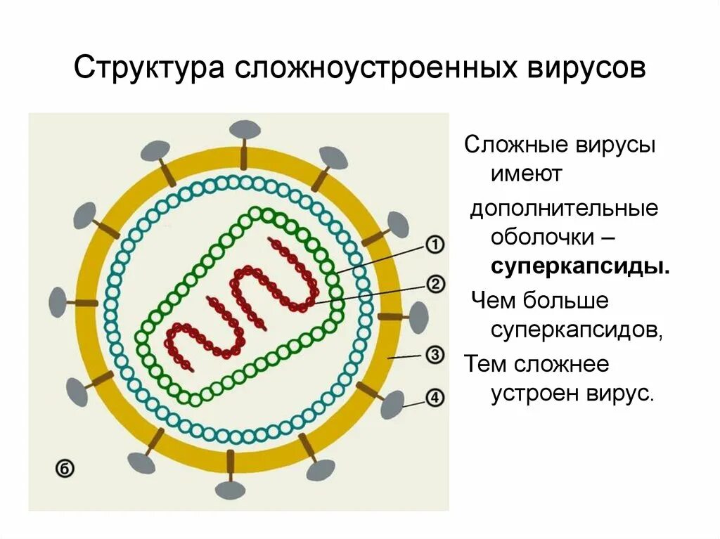 Вирусы строение значение. Строение сложного вируса микробиология. Схема строения простого вириона. Структура вируса схема. Структурные компоненты вируса микробиология.