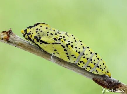 Куколка гусеницы капустницы