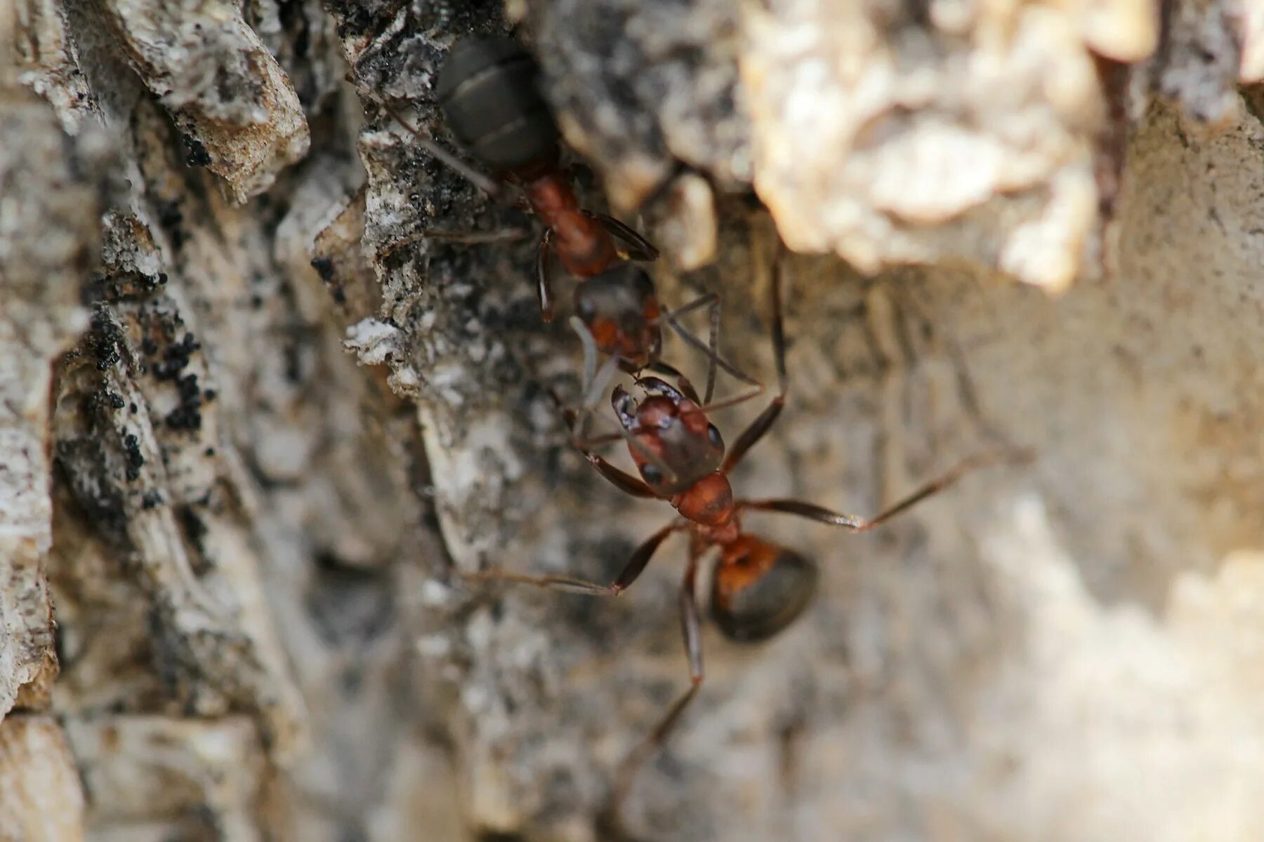 как зимуют муравьи. муравьи зимуют. муравьи зимой в доме. муравейник зимой. муравьи зимой в доме.