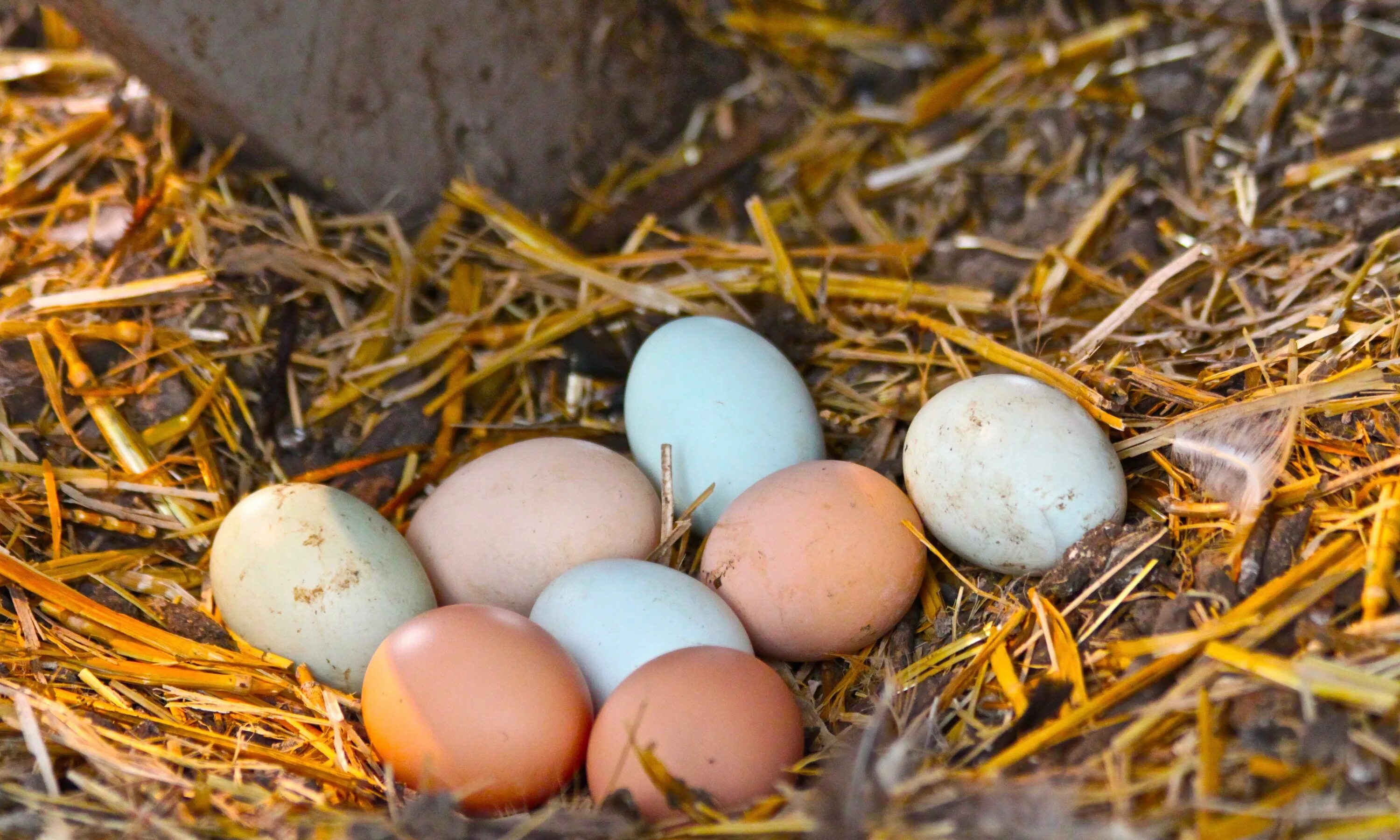 К чему снятся яйца куриные в гнезде