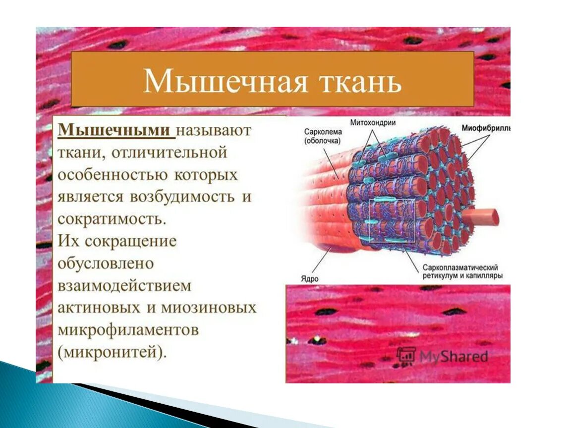 Строение поперечно полосатой клетки. Структура и функции мышечной ткани. Клетка гладкой мышечной ткани строение и функции. Функции поперечно полосатой мышечной ткани человека. Структура и функция мышц