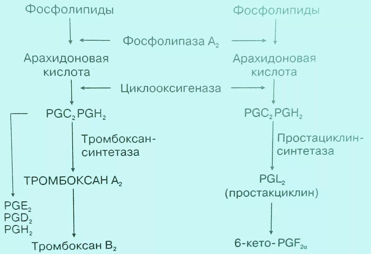 Ферменты свертывания крови. Каскад свертывания крови схема. Каскадный механизм свертывания крови. Каскадная схема свертывания крови. Внутренний Каскад свертывания крови.