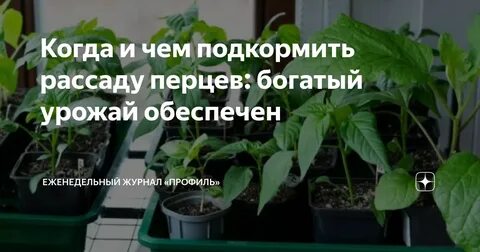 Чем подкормить рассаду овощей