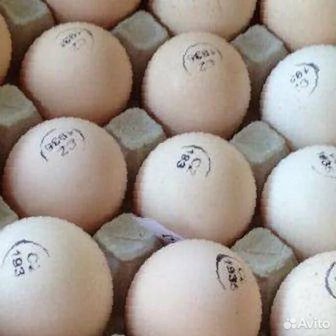 Куплю биг 6 яиц. Инкубационное яйцо Биг 6. Инкубационное яйцо индейки Биг 6. Яйцо инкубационное Биг 6 Словакия. Биг 6 Словакия индюки.