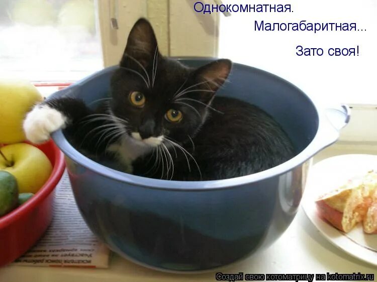 Переходим на пп за 20 дней. Киска киска где твоя миска. Соусы в краствой посуде. Миска твой. Кружка розовая с золотом.