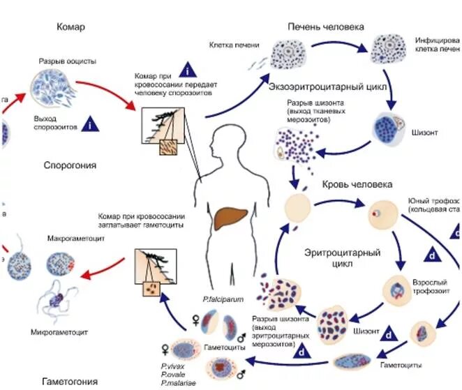 Как происходит заражение человека малярийным плазмодием. Toxoplasma gondii инвазионная стадия. Жизненный цикл малярийного токсоплазма схема. Стадии жизненного цикла токсоплазмы. Схемы жизненного цикла простейших.