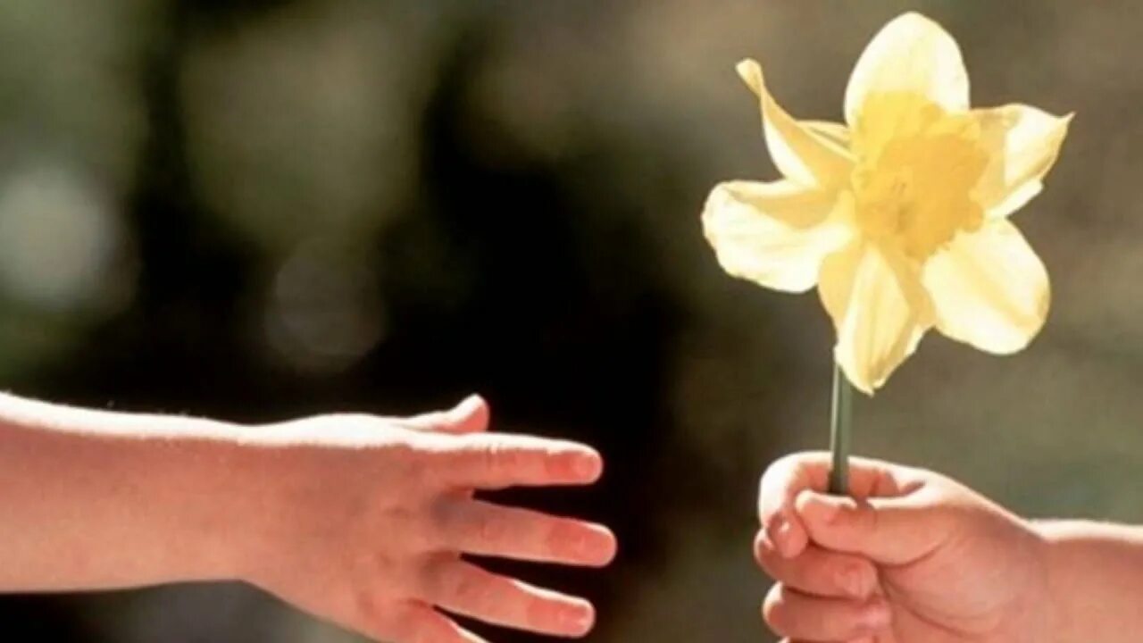 Дорожи только теми. Доброта картинки. Люди добрые. Рука протягивает цветок. Возьмите на счастье.