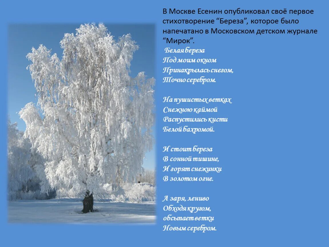 Стихи пушкина береза. Есенин белая береза стихотворение. Стихотворение белая Березка под моим окном Есенин. Стих Есенина белая береза. Стихотворение Сергея Есенина береза.