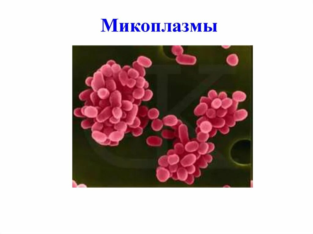 Chlamydia trachomatis mycoplasma genitalium. Mycoplasma pneumoniae микробиология. Микоплазма гениталиум под микроскопом. Mycoplasma pneumoniae строение. Микоплазмы микробиология морфология.