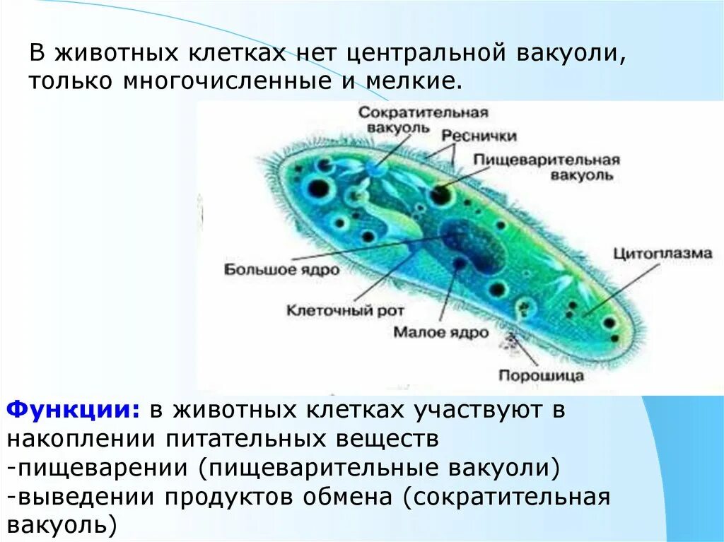 Имеет ли растительная клетка вакуоль. Строение клетки пищеварительная вакуоль. Пищеварительная вакуоль в животной клетке. Вакуоли растительной клетки и животной. Пищеварительная вакуоль у простейших функция.