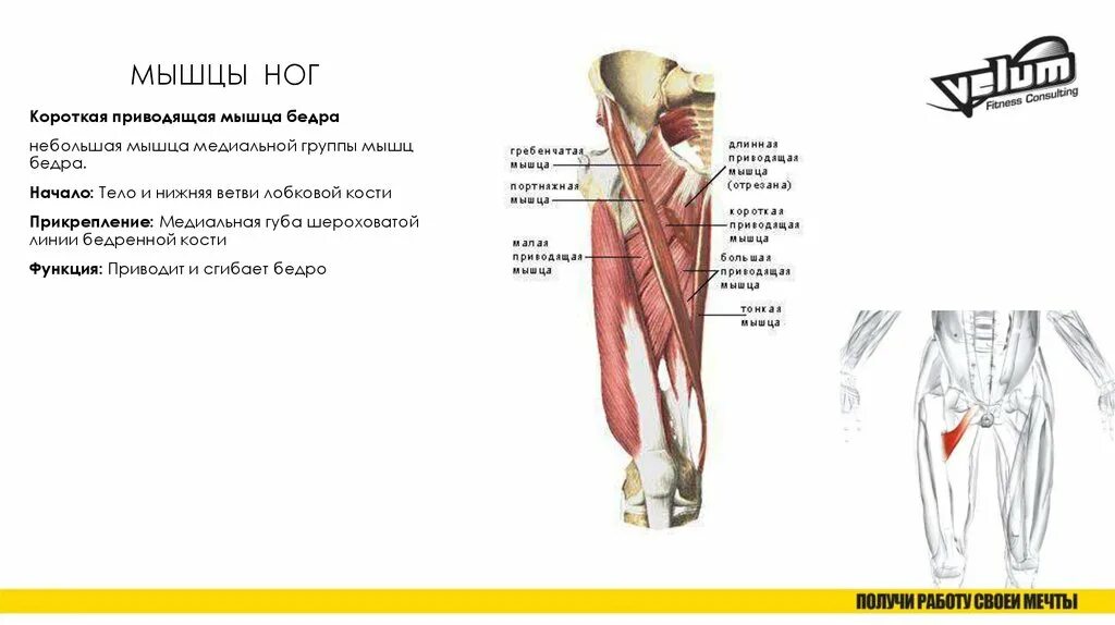 Функции приводящих мышц. Приводящие мышцы бедра функции. Длинная приводящая мышца бедра функции. Начало и прикрепление медиальной широкой мышцы бедра:. Длинная приводящая мышца бедра анатомия функция.