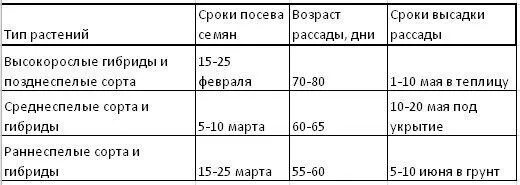 Сроки посадки томатов на рассаду. Сроки высадки семян томатов на рассаду. Сроки высадки рассады помидор. Сроки посева семян томата. Сроки высадки томатов