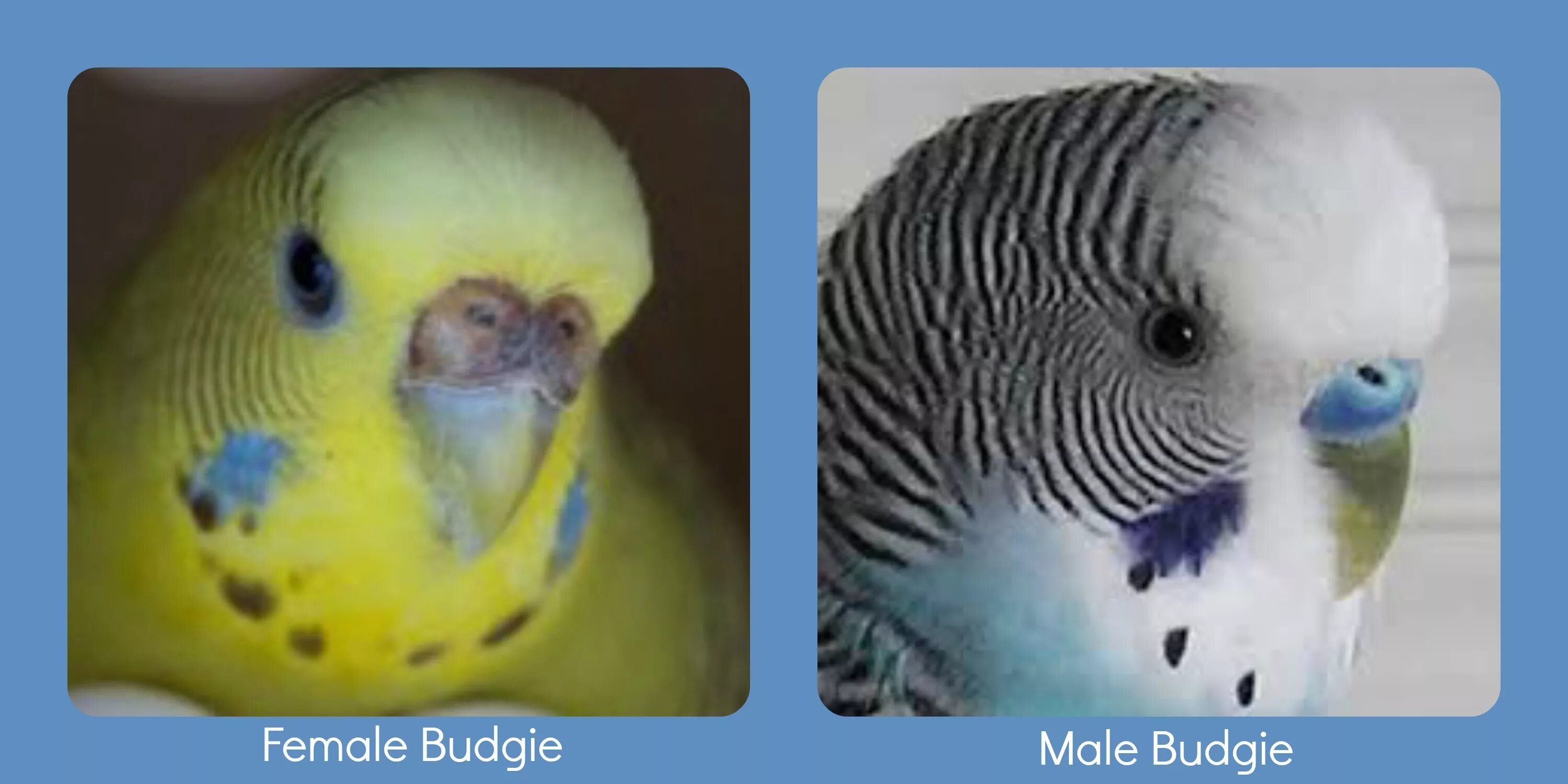 Отличить самку от самца волнистого попугая. Волнистый попугай отличие самца от самки. Пол попугая волнистого. Волнистые попугаи различие самки и самца. Как отличить самку попугая
