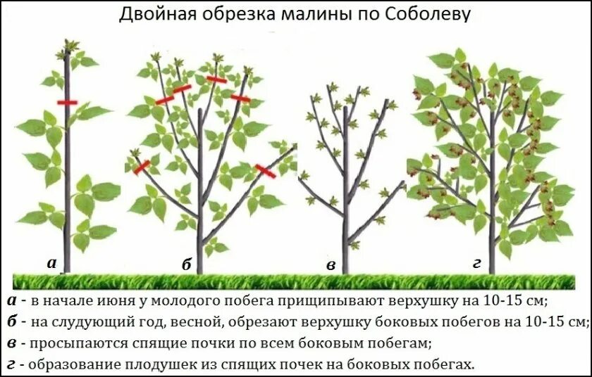 При какой температуре открывать ежевику