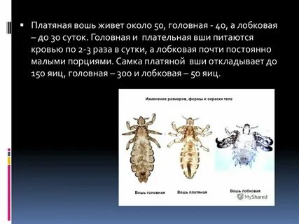 Представители вшей