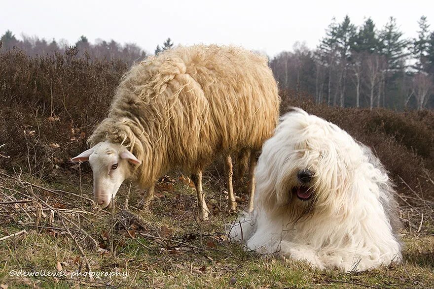 Пасу овечек. Южнорусская овчарка пасет овец. Собака пастух овец. Пастушьи собаки для овец. Собаки которые пасут овец.