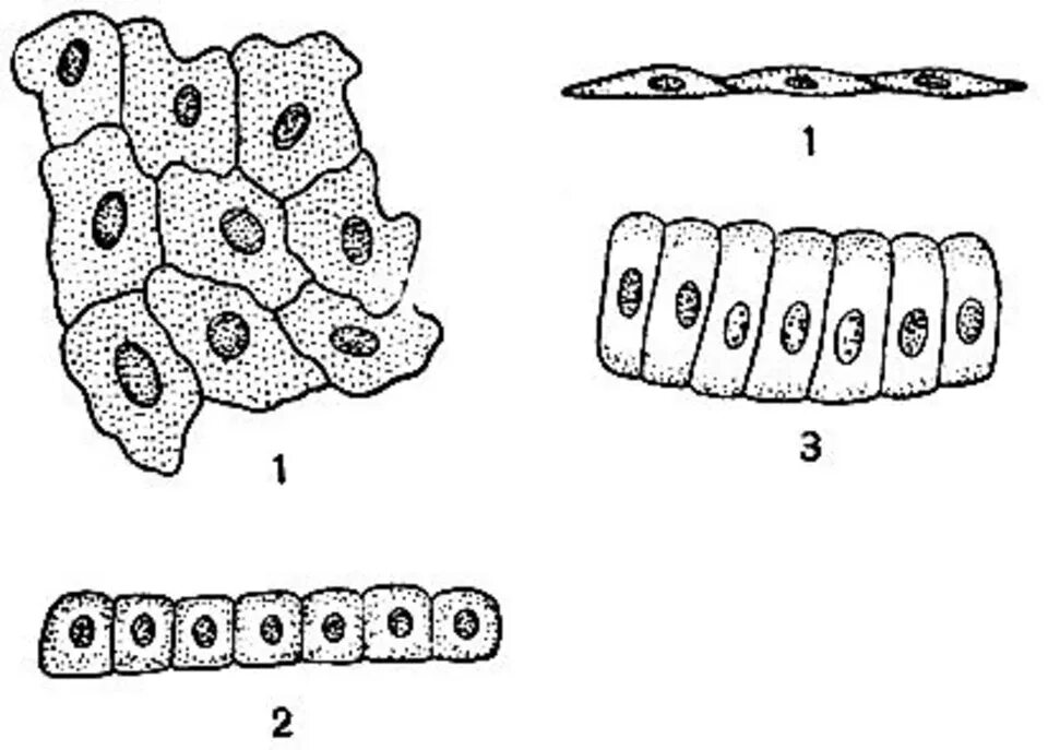 Эпителий под микроскопом с подписями Epithelium Color Images: A Closer Look at the Human Skin