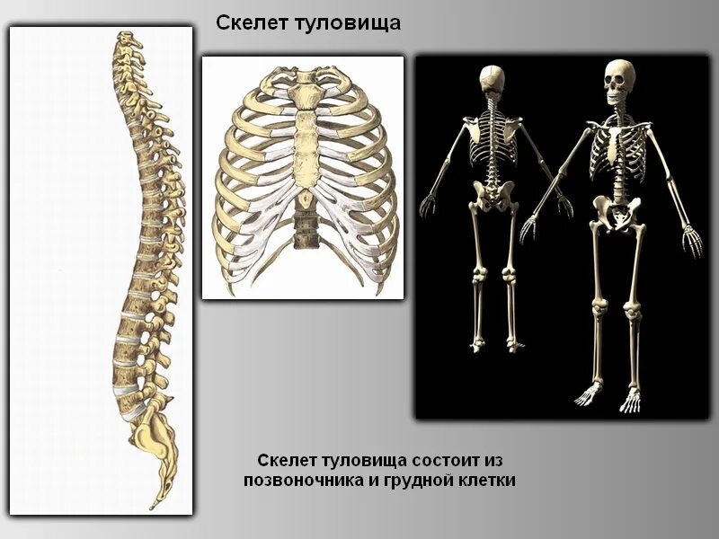 Скелет туловища и конечностей. Скелет человека биология 8 кл. Скелет туловища человека 8 класс биология. Кости скелета человека 8 класс биология.