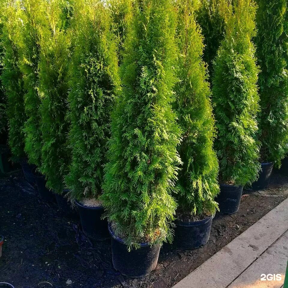 туя западная 'brabant' thuja occidentalis 'brabant'. туи недорого. туя западная колумна. туя западная смарагд (р9). туи недорого.