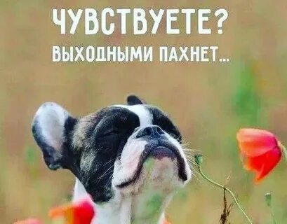 Пятницы картинки прикольные смешные позитивные