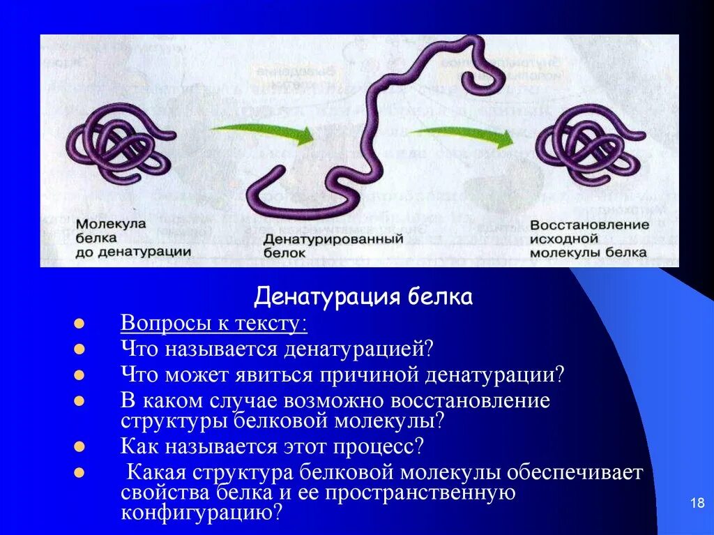 Что делают структурные белки. Структуры белка при денатурации. Структура белка денатурация. Структура белковой молекулы. Процесс денатурации белков.