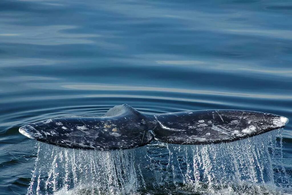 Фото переводчик кита. Гренландский кит. Гренландский кит фонтан. Серый кит в Арктике. Горбатый кит.